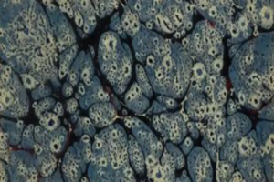 Микроскопични органични произведения на изкуството, вдъхновение за рисуване порезка